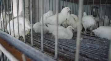 تزايد الطلبات بوضع سقف للأسعار وسط ارتفاع أسعار الدواجن في الأردن